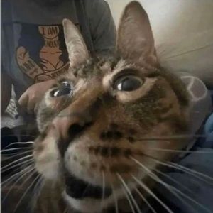 Meet your Posher, Brandy